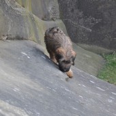 sniffing the holds is always a good idea before an ascent